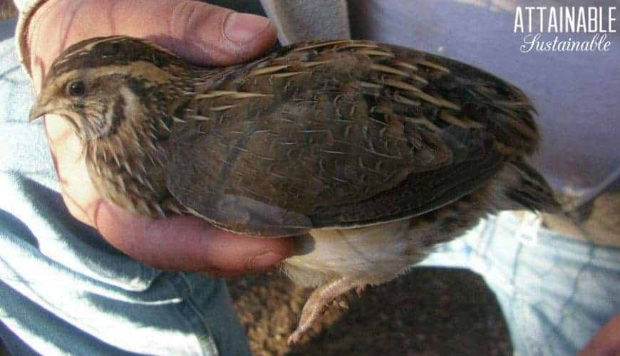 coturnix quail.