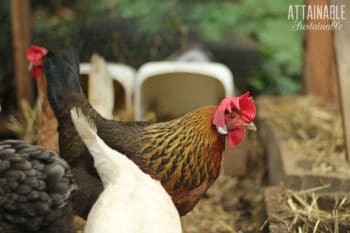 chickens in the garden, one brown one looking at camera