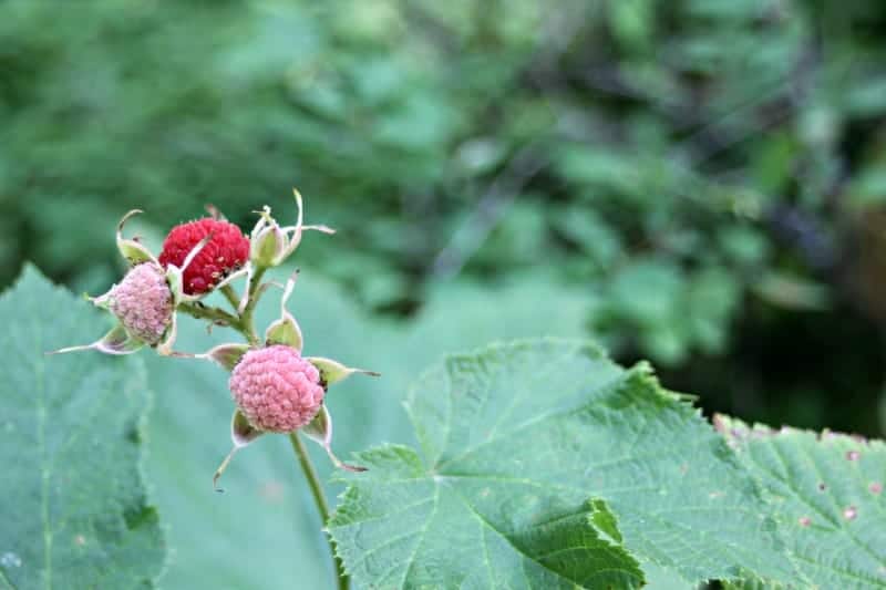 寻找野生的可食用植物来获取一些当地的食物。但当你这样做的时候，要确保你使用的是道德收获技术!