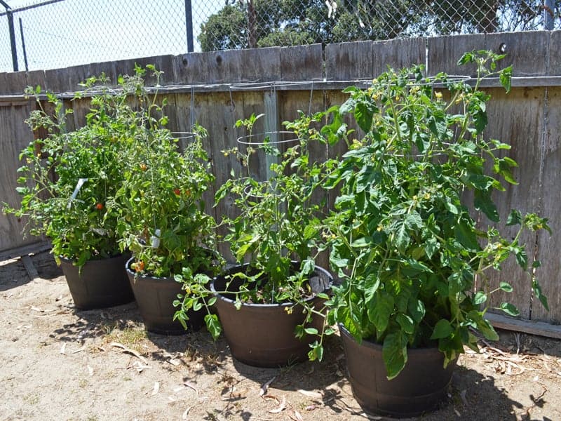 在城市宅地的后院，集装箱里种植的西红柿