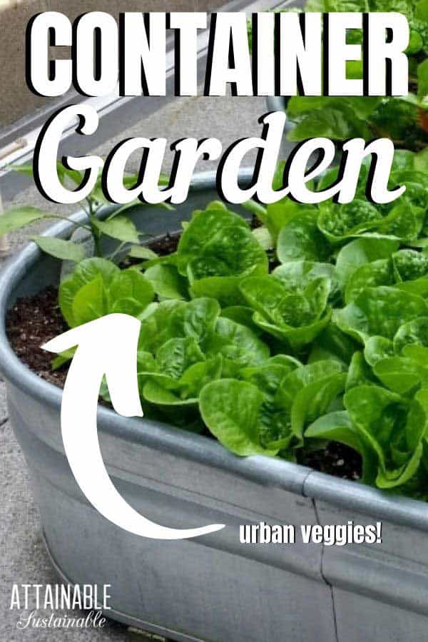 lettuce in a galvanized container garden