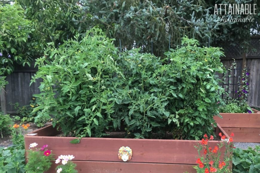 vegetable container gardening in a wooden raised bed with tomato plants