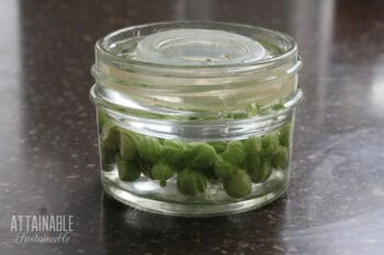制造用于与金莲花种子酸豆的替代在一个玻璃广口瓶中