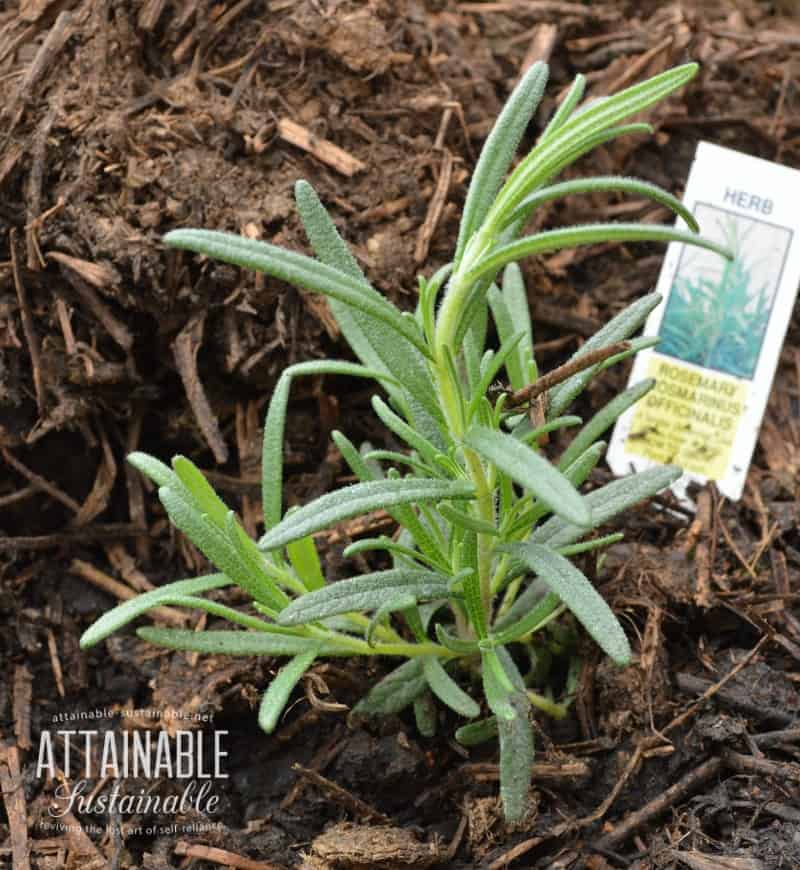 与草本植物搭配种植:迷迭香是西兰花、花椰菜和卷心菜的好伴侣，因为迷迭香会混淆卷心菜蝴蝶。