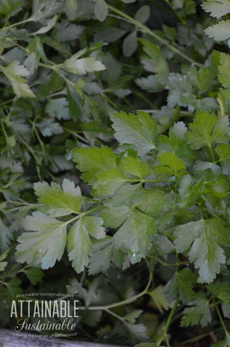 与药草搭配种植:将欧芹种植在西红柿、玉米和芦笋附近。