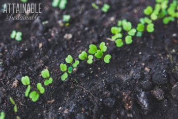 在一条线的绿色幼木在黑暗的庭院土壤