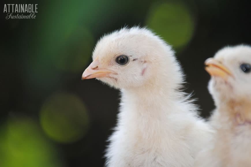 面对左的两只黄色小鸡（鸟螨可能会影响Littlest Chickens）