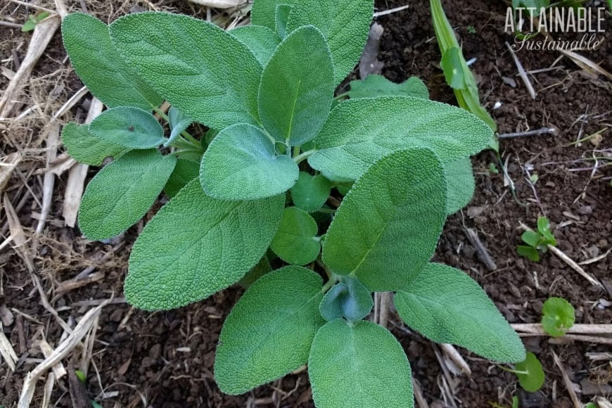 生长在庭院土壤的鼠尾草植物