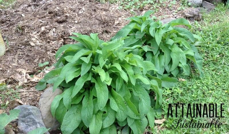 COMFREY  - 自然杂草控制