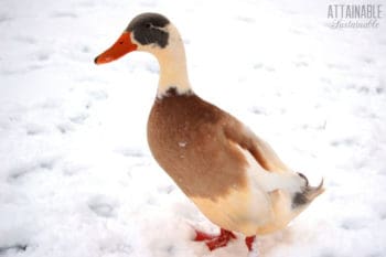 在冬天雪的棕色和白色鸭子