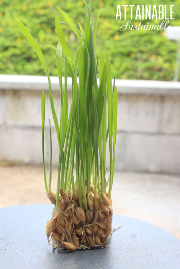 一小块饲料显示种子和绿色植物