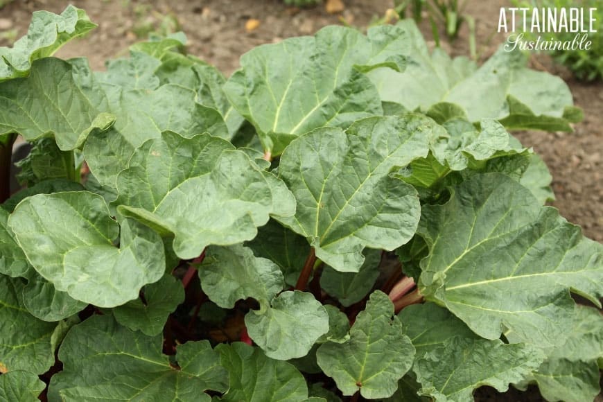 大黄植物 - 热带叶子对于食用前院景观很棒