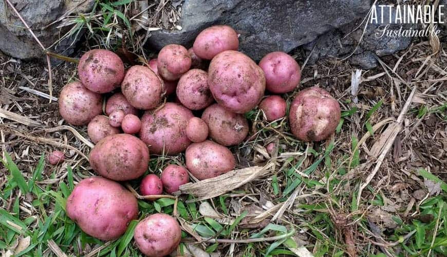 刚从菜园里收获的红土豆——美国人最喜欢的主食