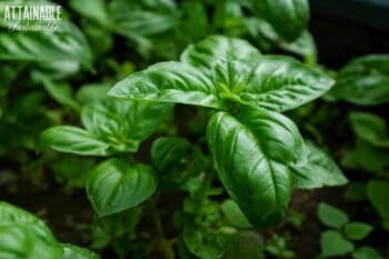 dark green basil leaves