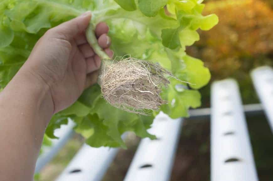 a hand holding a hydroponically grown lettuce plant, with roots visible