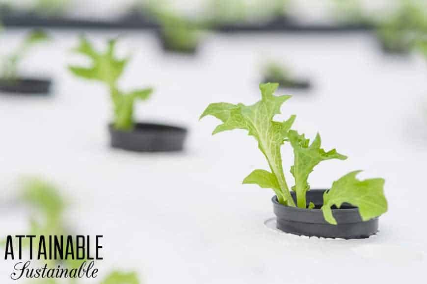 lettuce in black planters set into a hydroponic floating mat (white)