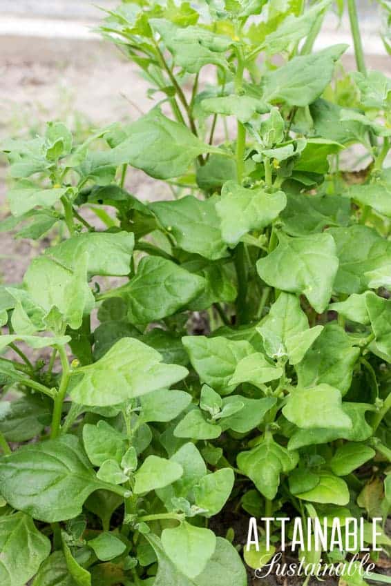 close up of new zealand spinach - one of the great heat tolerant vegetables