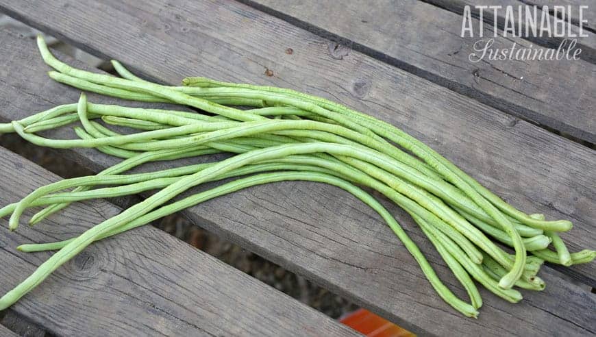 Green cowpeas in the shell, on a wooden deck