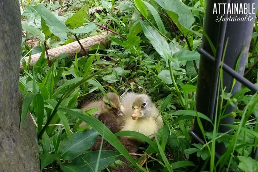 两只黄色的小鸭在绿色的草地上