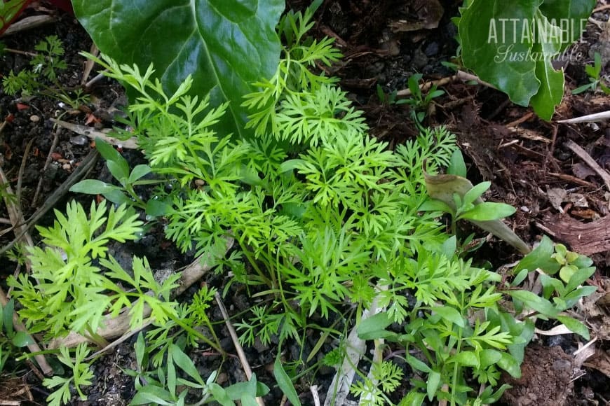 植物的羽毛状绿色叶子反对黑暗的土壤