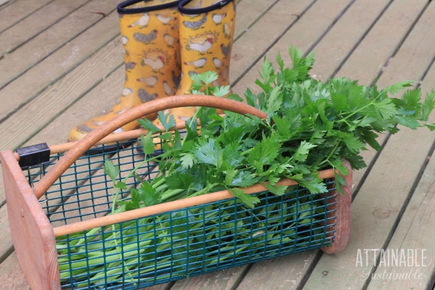 特鲁格篮子里装满了新鲜收获的芹菜，背景是黄色的雨靴