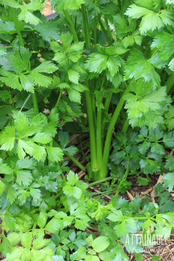 在花园里种植的芹菜