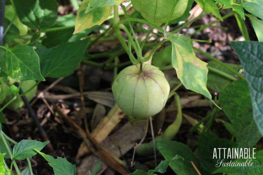 在植物的成熟tomatillo