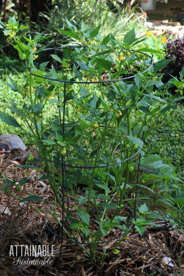 蕃茄笼子的Tomatillo植物