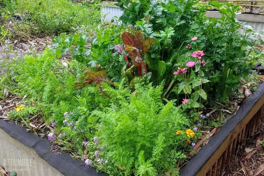 花园里有芹菜、甜菜、胡萝卜等