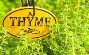 green thyme growing in a garden with an oval yellow 